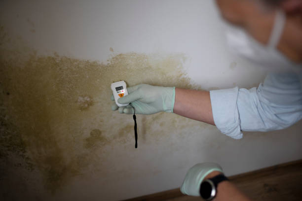 Best Mold Remediation for Specific Building Types in Hollidaysburg, PA